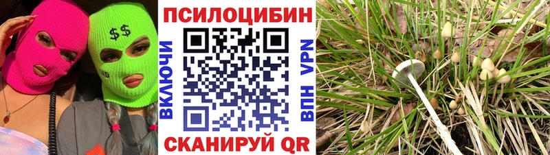 Галлюциногенные грибы Cubensis  Невинномысск 